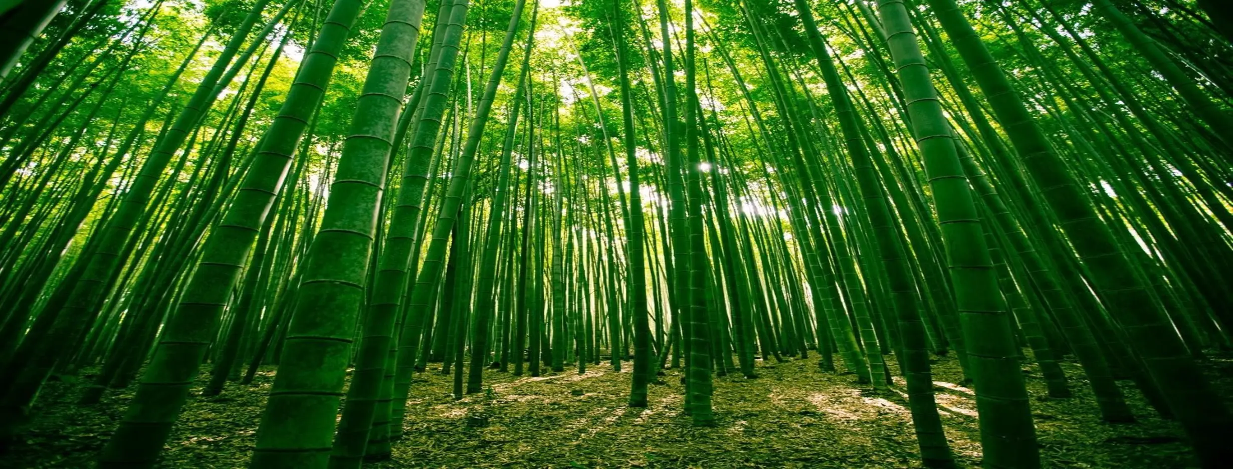 Image for Bamboo Forest Trek